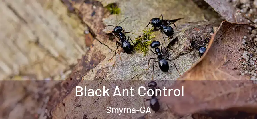 Black Ant Control Smyrna-GA