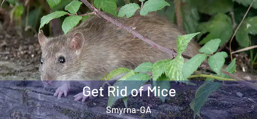Get Rid of Mice Smyrna-GA