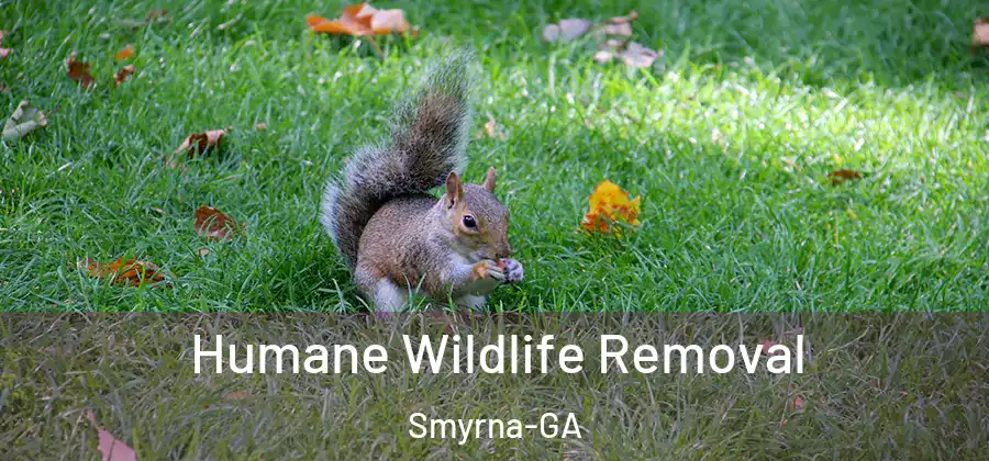 Humane Wildlife Removal Smyrna-GA