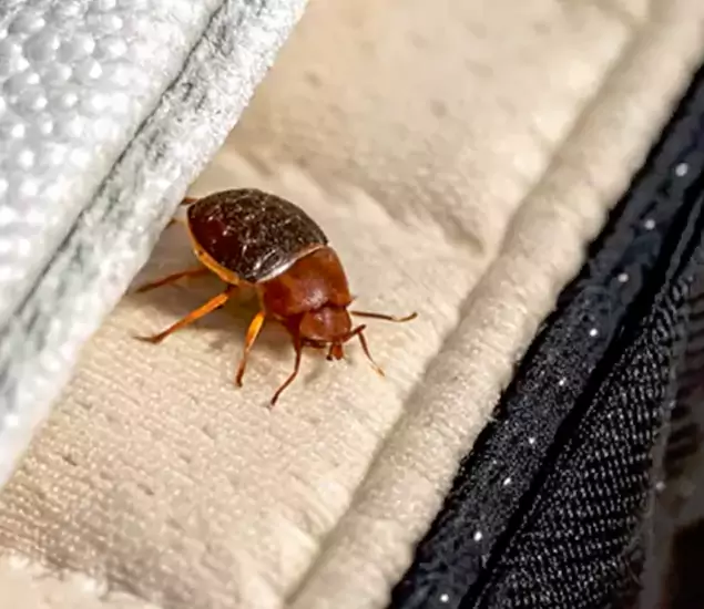Trusted Bed Bug Prevention Specialists in Smyrna, GA