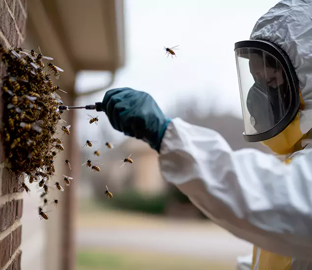 Your Bee Removal Company in Smyrna, GA