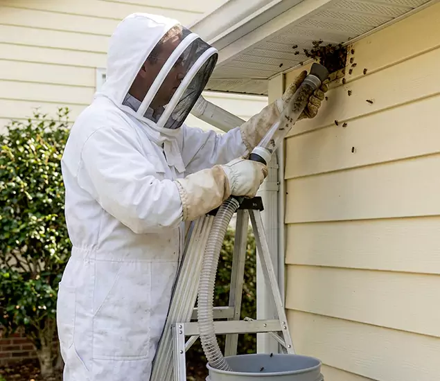 Your Affordable Bee Removal Company in Smyrna, GA