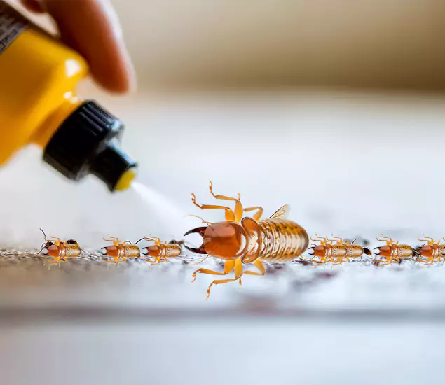 Reliable Bora Care Termite Experts in Smyrna, GA