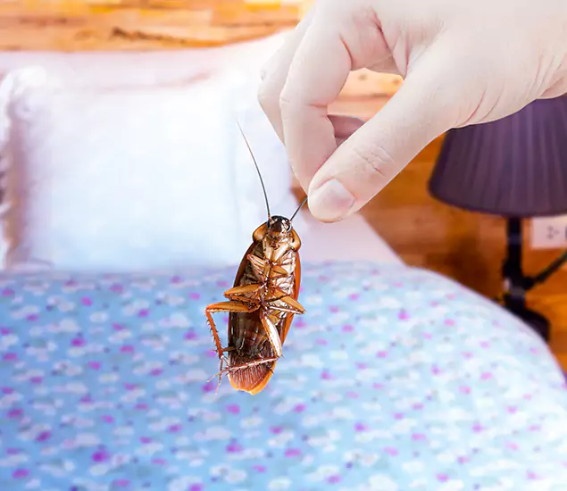 Expert Roach Control Services: Your Cockroach Pest Control in Smyrna, GA