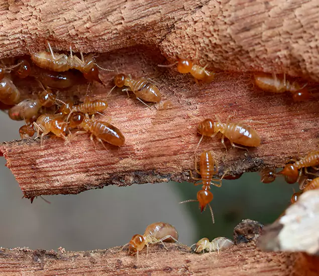 About Our Drywood Termite Treatment Experts in Smyrna, GA