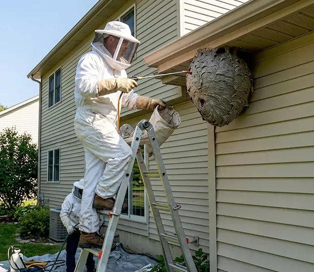 Expert Wasp Nest Removal: Your Local Wasp Nest Removal Company in Smyrna, GA