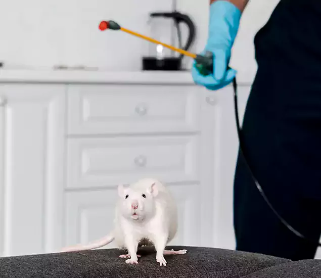 About Our Rat Extermination Experts in Smyrna, GA