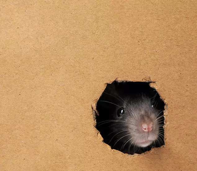 Rats in Attic Removal Experts in Smyrna, GA