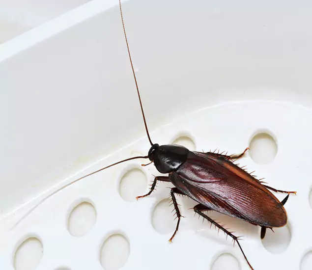 Trusted Cockroach Exterminator: Your Roach Control Services in Smyrna, GA