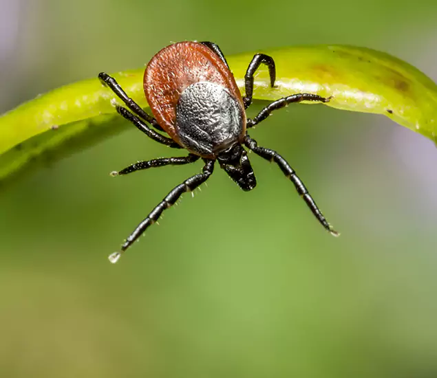 Your Trusted Tick Pest Control in Smyrna, GA