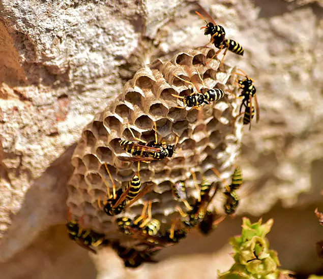 Your Best Wasp Removal Company in Smyrna, GA