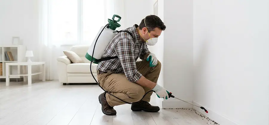 Seasonal Ant Infestation Control in Smyrna