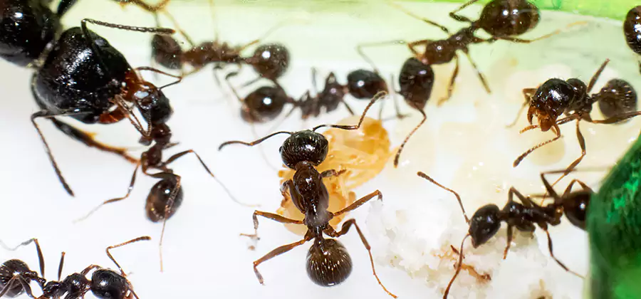Argentine Ant Barrier Treatment in Smyrna