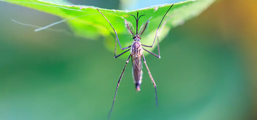 Natural Mosquito Spray for Yard in Smyrna
