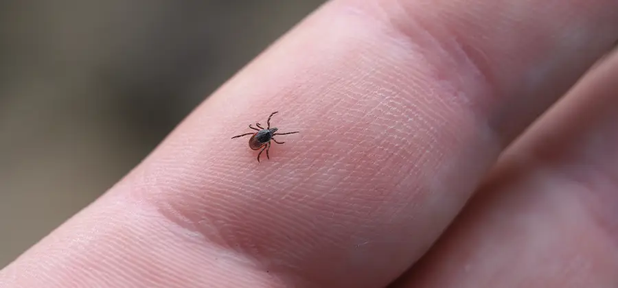 Infection Prevention for Bed Bug Bites in Smyrna