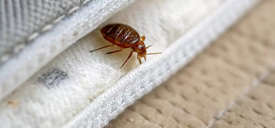 Tenting Bed Bug Fumigation in Smyrna