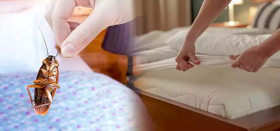 Bed Bug Home Extermination Service in Smyrna