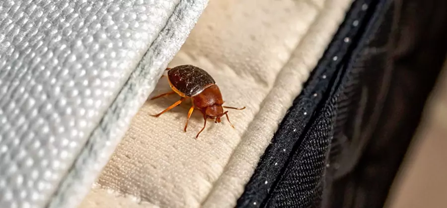 Commercial Bed Bug Control in Smyrna