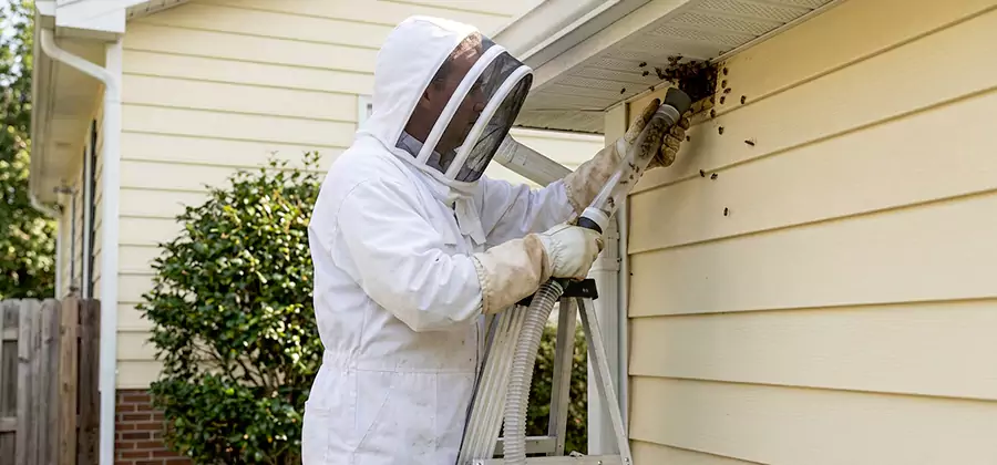 Ground Bee Removal in Smyrna