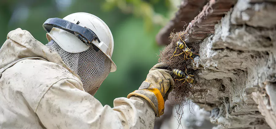 Bee and Wasp Hornet Removal in Smyrna