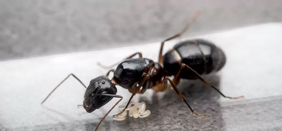 Black Ants in Kitchen Elimination in Smyrna