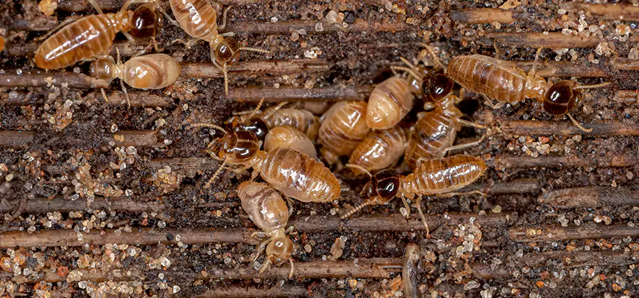 Bora Care Residential Termite Control in Smyrna