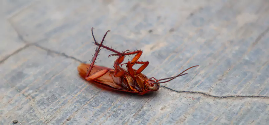 Cockroach Eradication for Commercial Properties in Smyrna