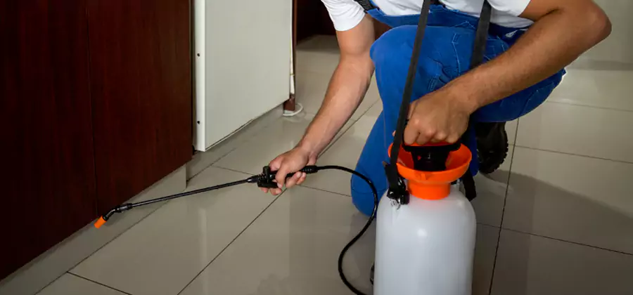 Palmetto Bug Exterminator in Smyrna