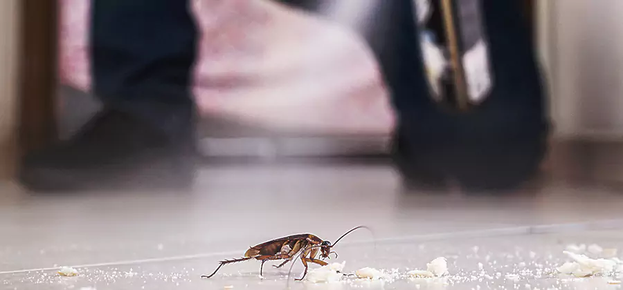 Roach House Treatment Smyrna