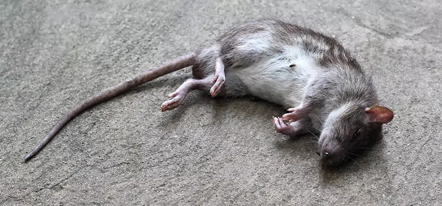 Dead Rat Disposal in Smyrna