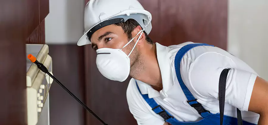 Injection Foam Treatment for Drywood Termites in Smyrna