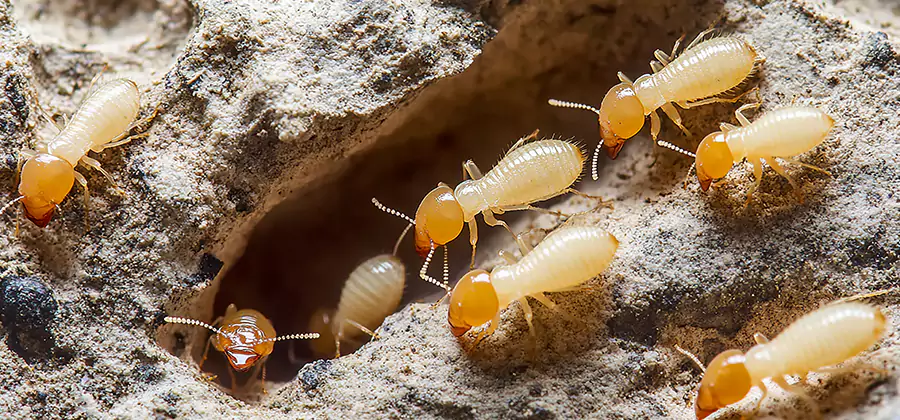 Termite Exterminator Services in Smyrna