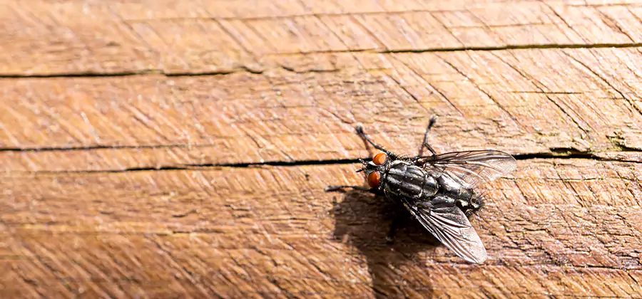 Flying Ant Barrier Treatment in Smyrna
