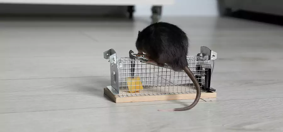 Mice in Attic Removal Smyrna