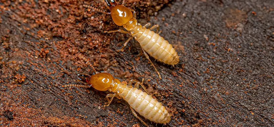 Structural Heat Termite Treatment in Smyrna