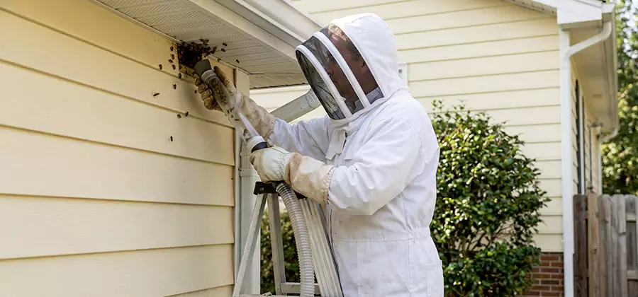 Wasp Nest in Wall Removal in Smyrna