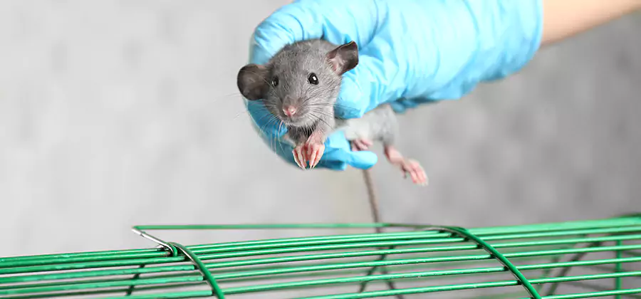 Humane Rat Trapping in Smyrna