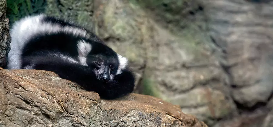 Humane Skunk Removal in Smyrna