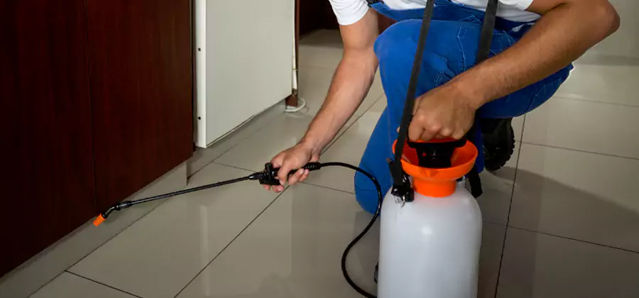 Indoor Insect Killer Solutions in Smyrna