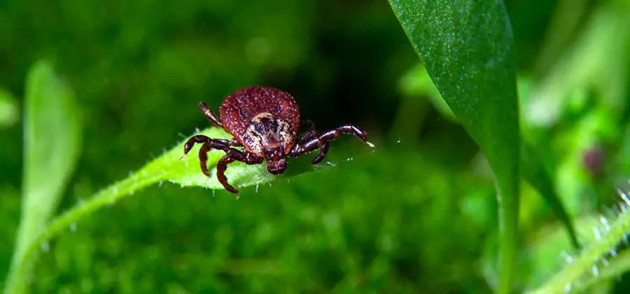 Tick Prevention for Yard in Smyrna