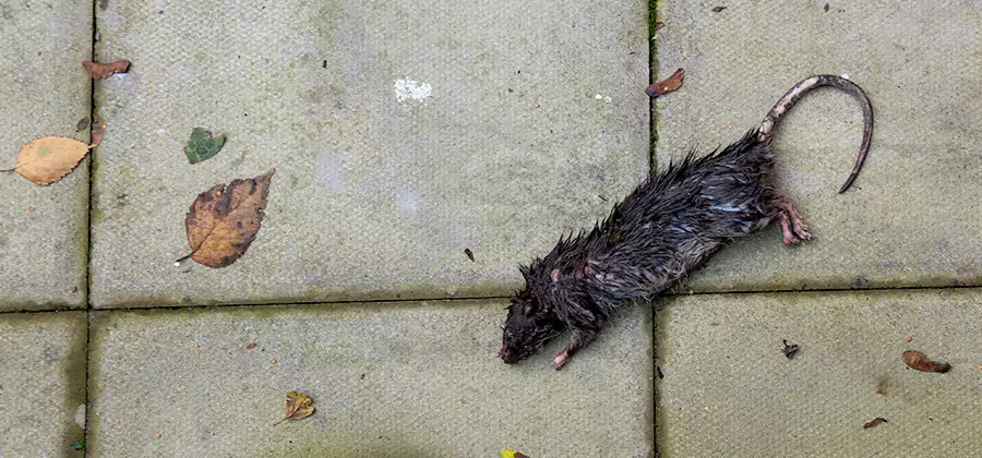 Mice in the Attic Removal in Smyrna