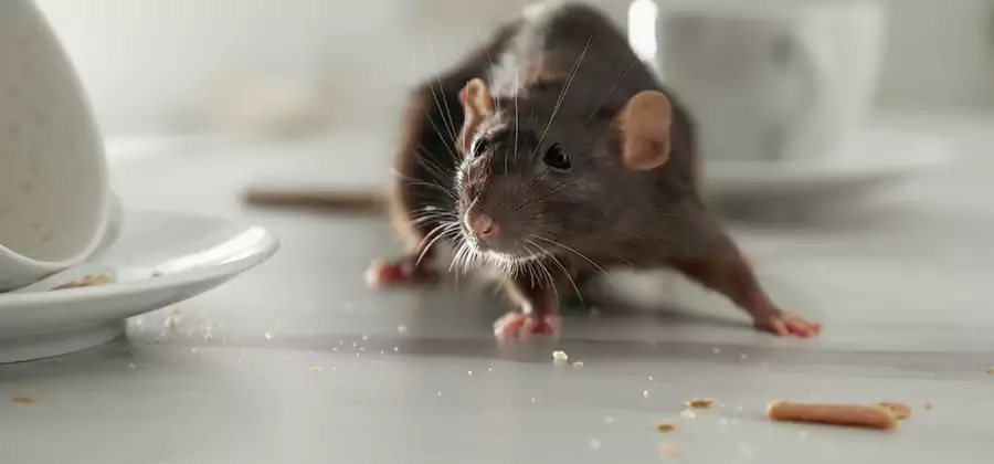 Rodent Feces Removal in Smyrna