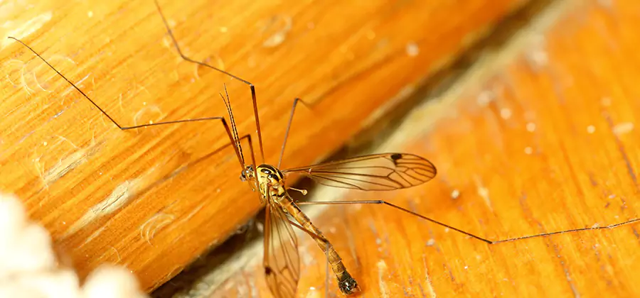 Exterior Mosquito Control in Smyrna