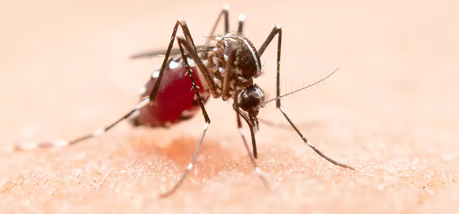 Indoor Mosquito Killer and Interior Control in Smyrna