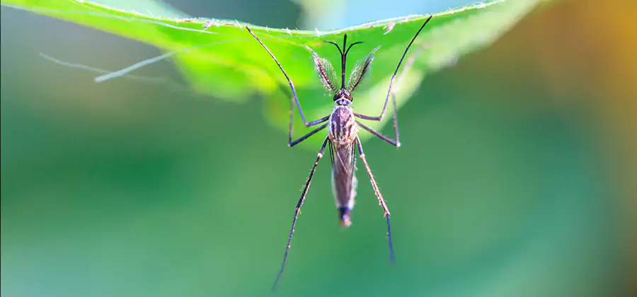 Pest and Mosquito Control for Yard and Patio in Smyrna