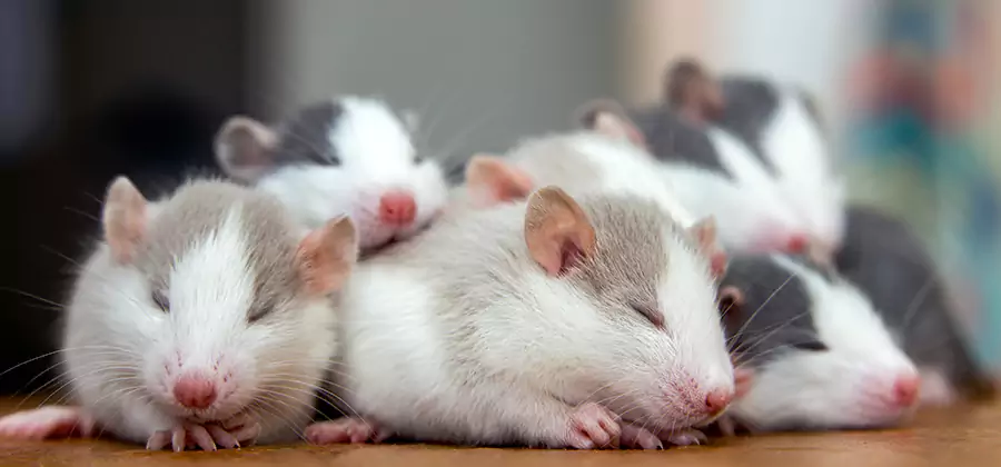 Smyrna Pet Safe Mice Control