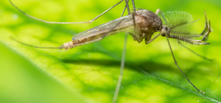 Herbal Mosquito Repellent Treatment in Smyrna