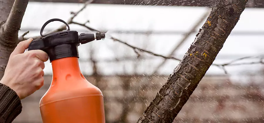 Orange Oil Structural Cavity Treatment in Smyrna