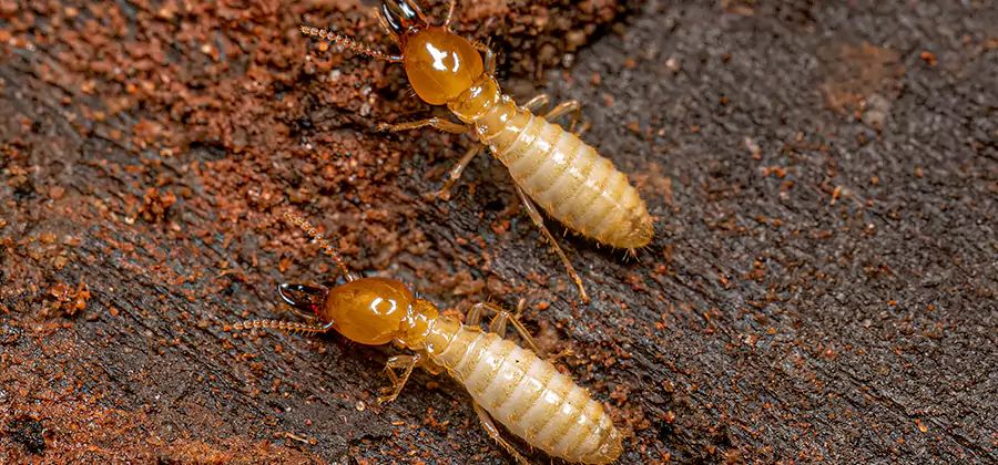 Natural Ant Hill Killer Treatment in Smyrna