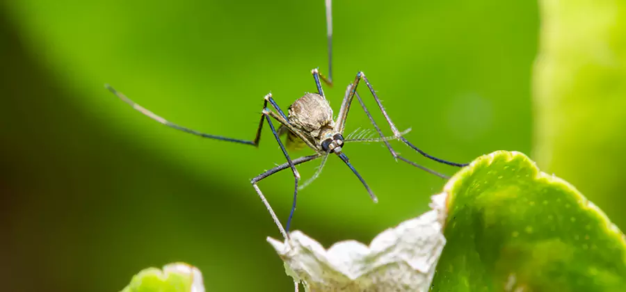 Natural Outdoor Mosquito Repellent in Smyrna